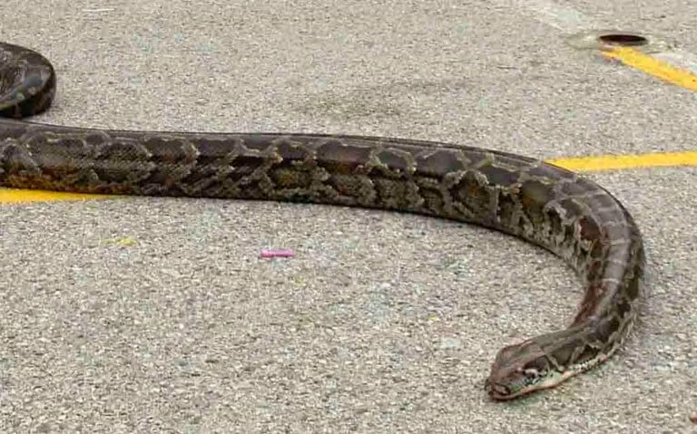 Αυτό είναι το μεγαλύτερο είδος φιδιού στην Ελλάδα – Εμφανίστηκε σε θερμοκρασία 0 βαθμούς Κελσίου! (βίντεο)